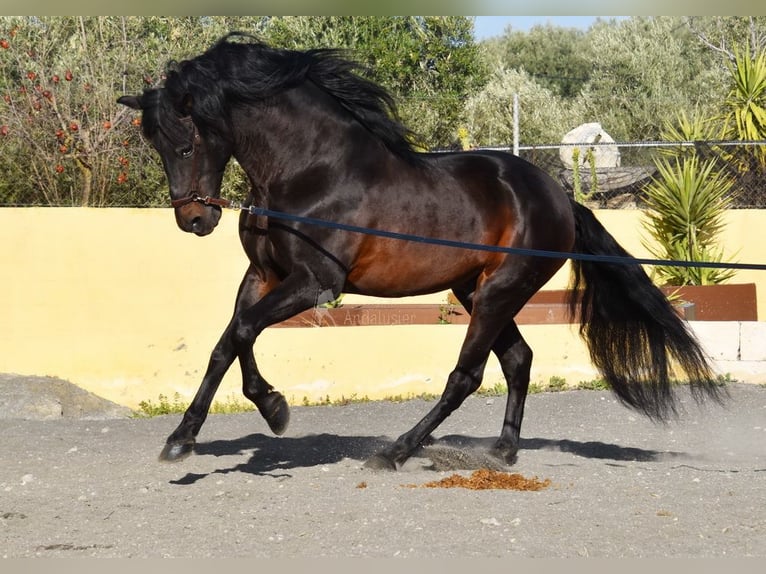 PRE Mestizo Semental 12 años Castaño oscuro in Provinz Granada