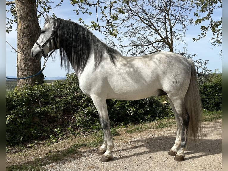 PRE Mestizo Semental 13 años 154 cm Tordo in Baza