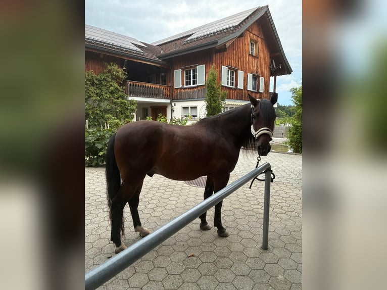 PRE Mestizo Semental 13 años 156 cm Castaño in Uzwil