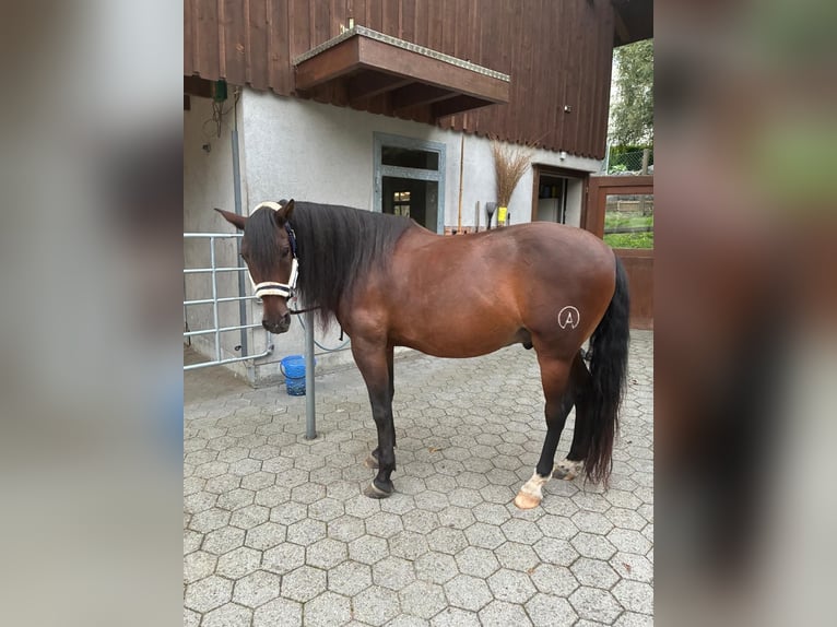 PRE Mestizo Semental 13 años 156 cm Castaño in Uzwil
