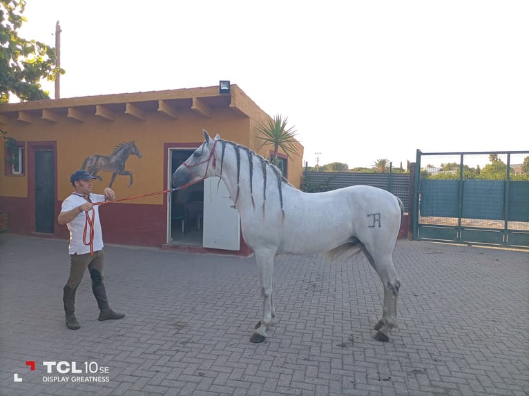 PRE Mestizo Semental 13 años 164 cm White/Blanco in Murcia