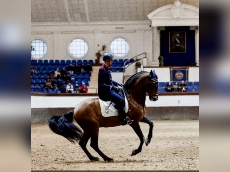 PRE Semental 13 años 165 cm Castaño in Leganes