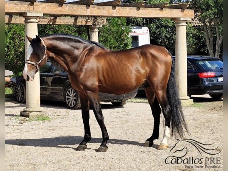 PRE Semental 13 años 168 cm Castaño in Palma de Mallorca