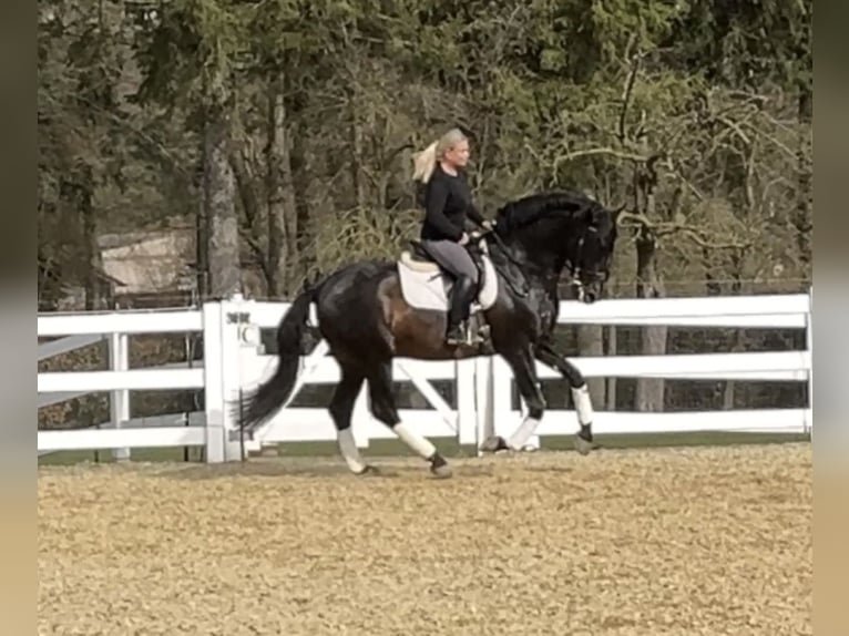 PRE Mestizo Semental 13 años 168 cm Negro in Niederkrüchten