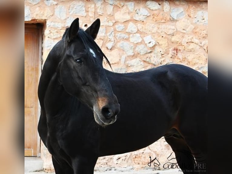 PRE Semental 13 años 171 cm Castaño in Mallorca