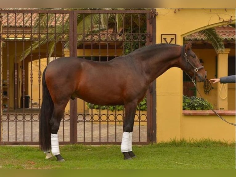 PRE Semental 13 años 172 cm Castaño rojizo in Ratingen