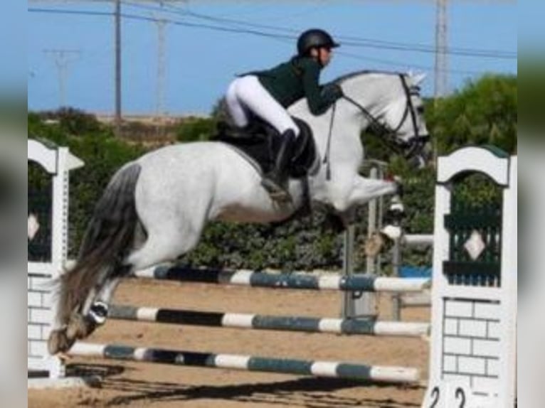 PRE Mestizo Semental 13 años 174 cm Tordo in Alicante/Alacant