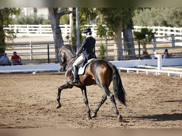 PRE Mestizo Semental 13 años 180 cm Castaño oscuro in Valencia