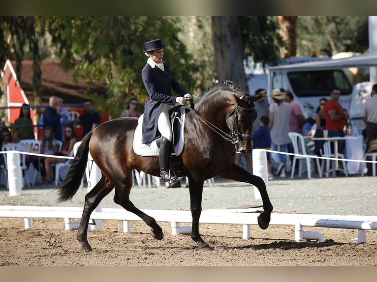 PRE Mestizo Semental 13 años 180 cm Castaño oscuro in Valencia