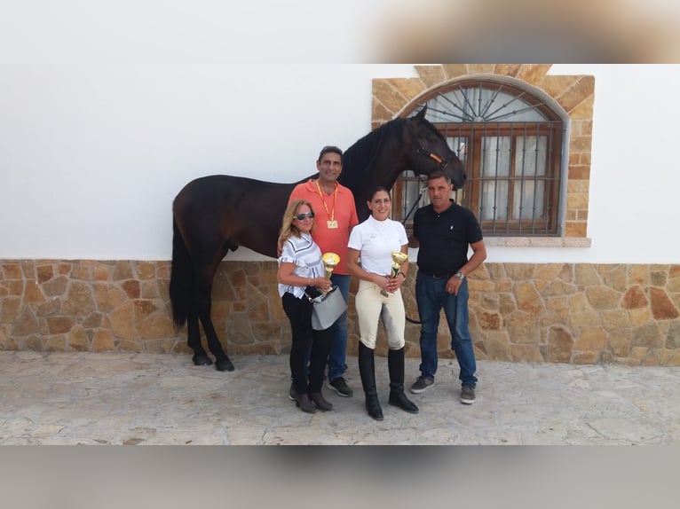 PRE Mestizo Semental 13 años 180 cm Castaño oscuro in Valencia