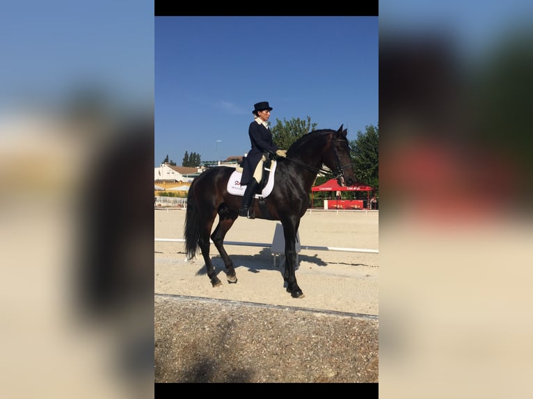 PRE Mestizo Semental 13 años 180 cm Castaño oscuro in Valencia