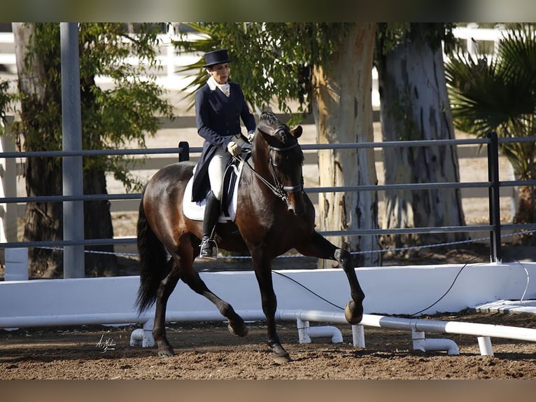 PRE Mestizo Semental 13 años 180 cm Castaño oscuro in Valencia