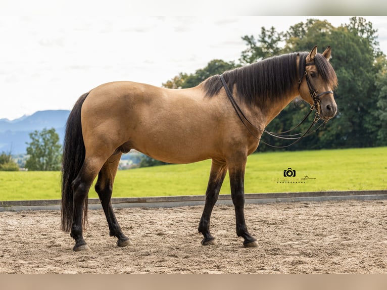 PRE Semental 14 años 160 cm Buckskin/Bayo in Bad Feilnbach