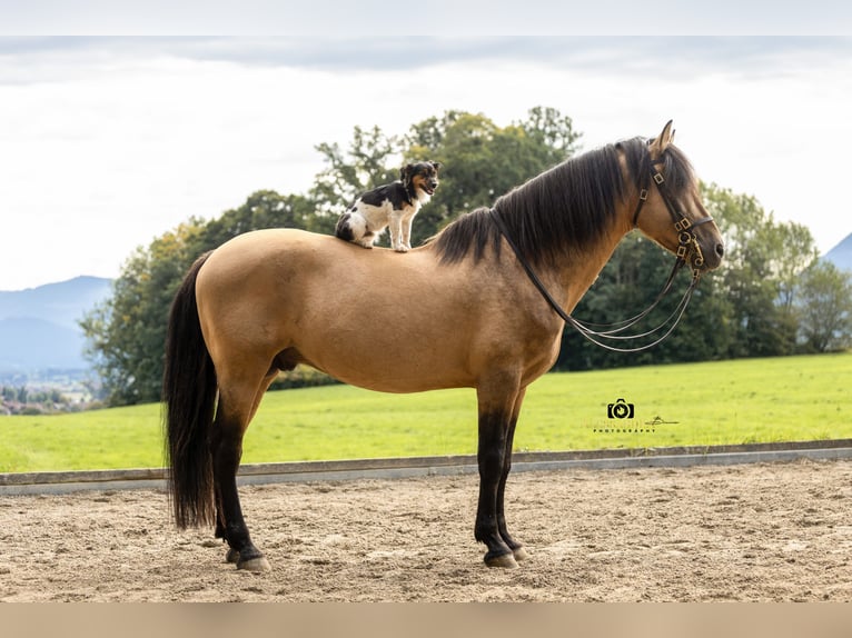 PRE Semental 14 años 160 cm Buckskin/Bayo in Bad Feilnbach
