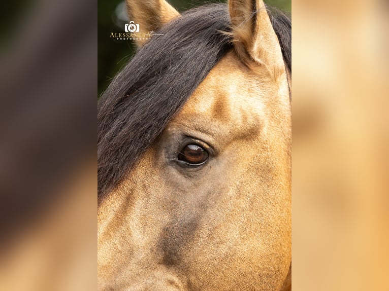 PRE Semental 14 años 160 cm Buckskin/Bayo in Bad Feilnbach