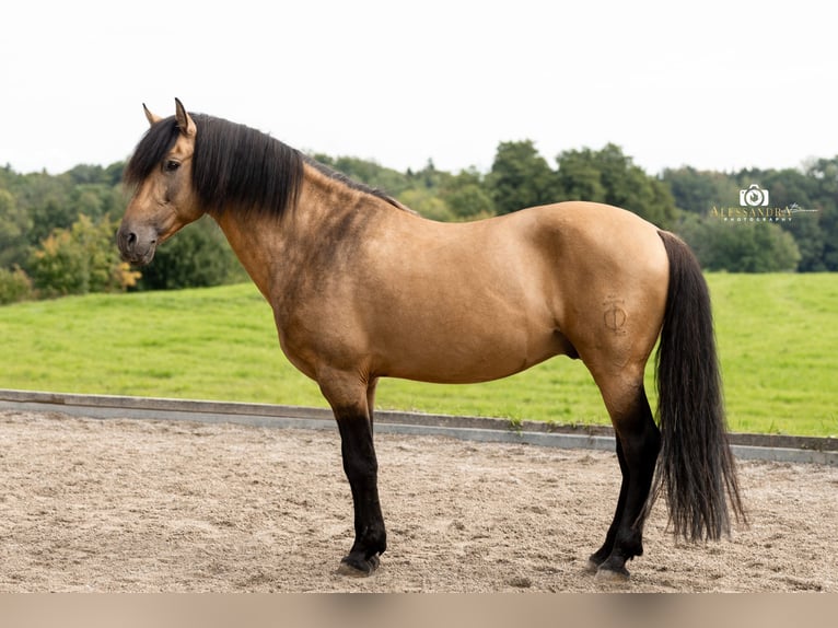 PRE Semental 14 años 160 cm Buckskin/Bayo in Bad Feilnbach