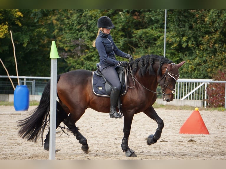 PRE Semental 14 años 160 cm Castaño in Roßdorf