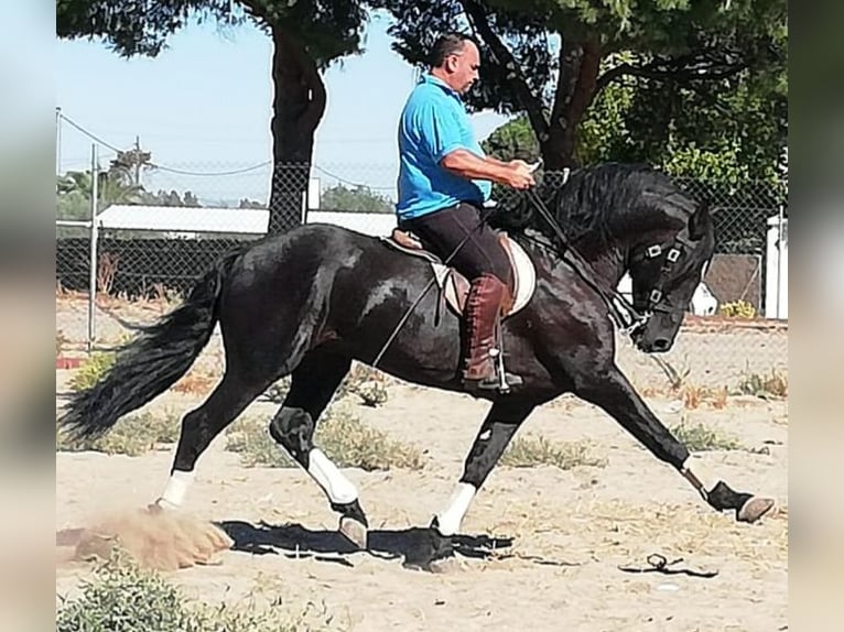 PRE Mestizo Semental 14 años 168 cm Negro in AvonBadajoz