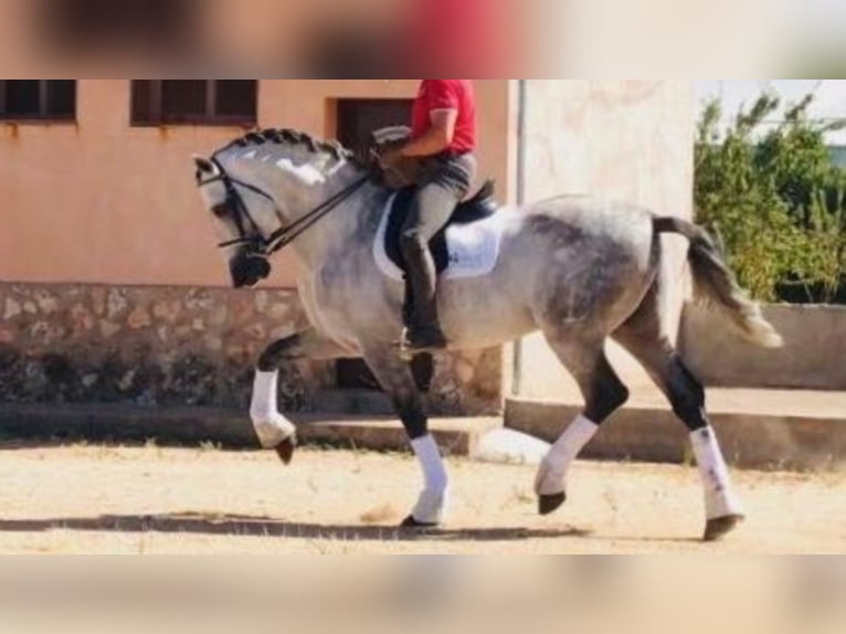 PRE Semental 14 años 171 cm Tordo in NAVAS DEL MADROÑO