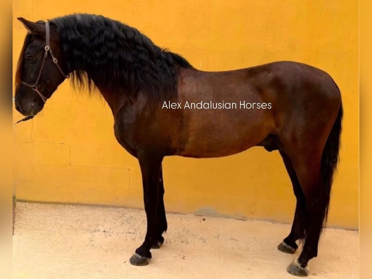 PRE Mestizo Semental 15 años 160 cm Castaño oscuro in Sevilla