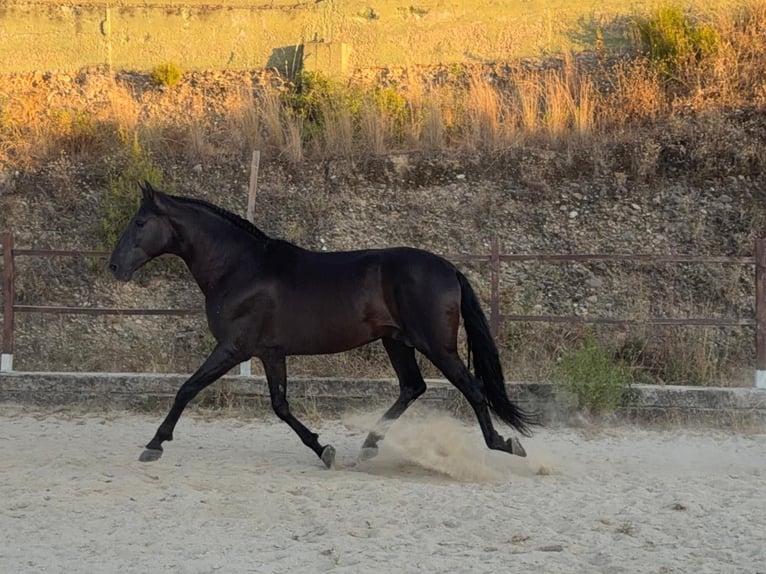 PRE Mestizo Semental 15 años 160 cm Negro in Terrassa