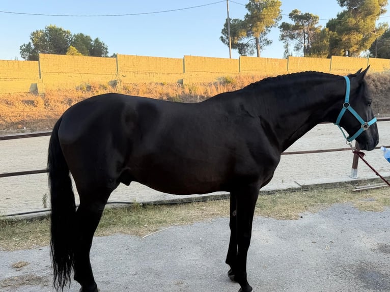 PRE Mestizo Semental 15 años 160 cm Negro in Terrassa