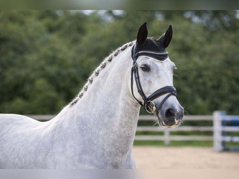 PRE Mestizo Semental 15 años 161 cm White/Blanco in Bas Rhin