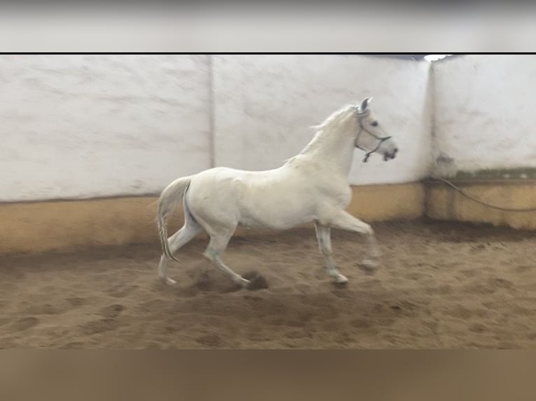 PRE Mestizo Semental 15 años 167 cm Tordo in Numancia De La Sagra