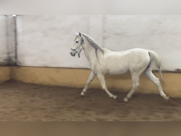 PRE Mestizo Semental 15 años 167 cm Tordo in Numancia De La Sagra