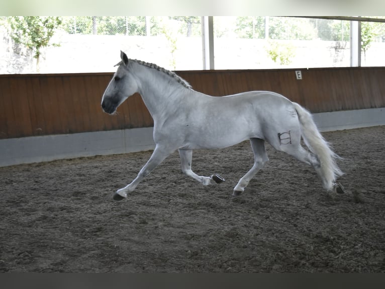 PRE Mestizo Semental 15 años 168 cm Tordo in Guimar&#xE3;es