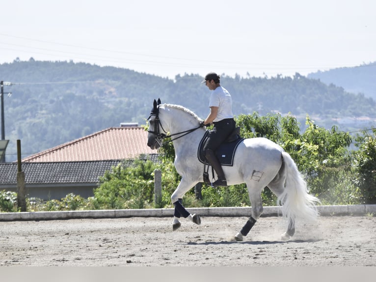 PRE Mestizo Semental 15 años 168 cm Tordo in Guimar&#xE3;es