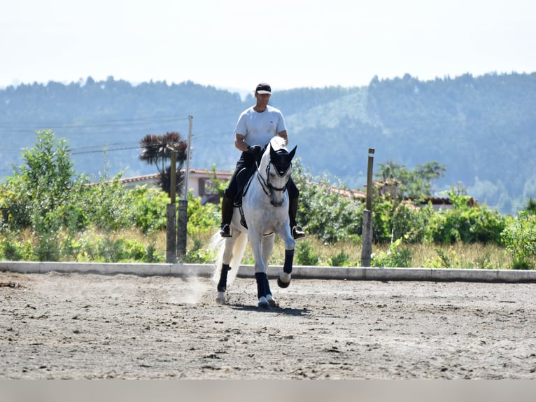PRE Mestizo Semental 15 años 168 cm Tordo in Guimar&#xE3;es