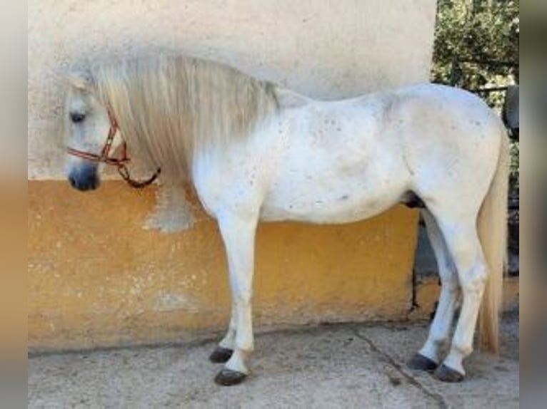 PRE Mestizo Semental 16 años 164 cm Tordo in Alicante/Alacant