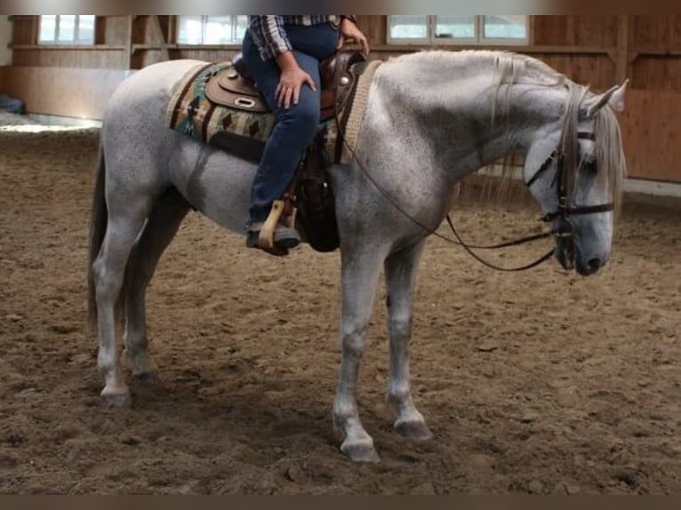 PRE Semental 16 años 164 cm Tordo picazo in Leipe