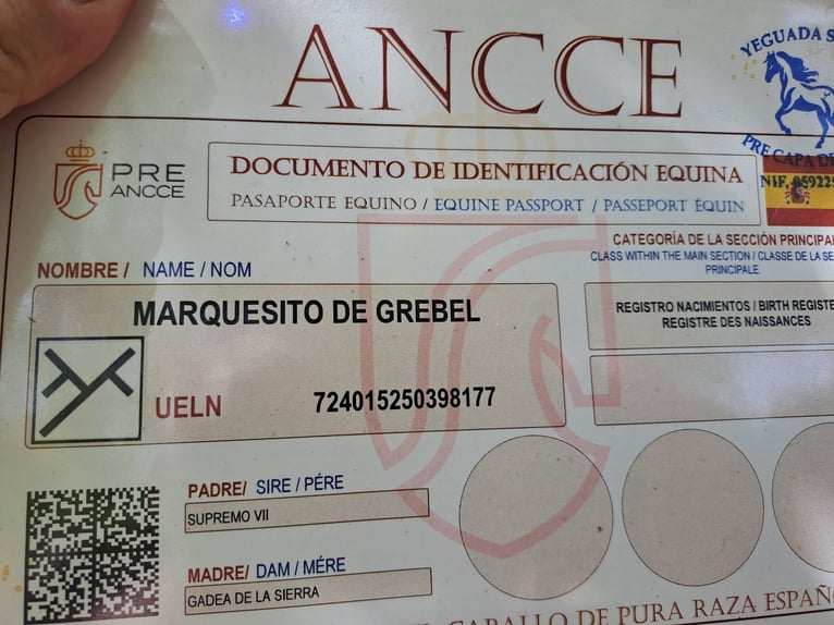 PRE Semental 1 año 100 cm  in Brazatortas