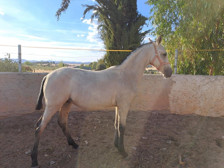 PRE Semental 1 año 100 cm  in Brazatortas