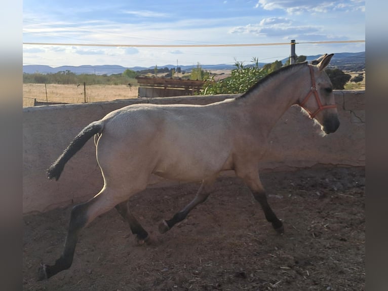 PRE Semental 1 año 100 cm  in Brazatortas