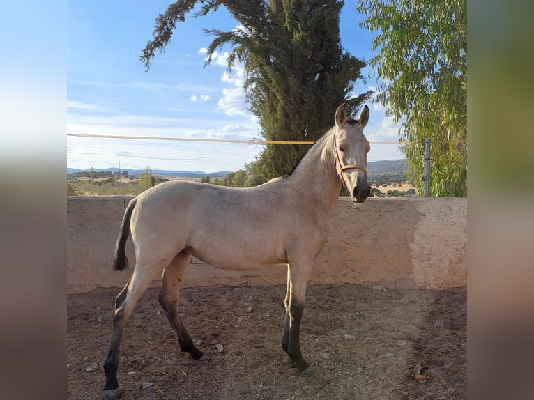 PRE Semental 1 año 100 cm  in Brazatortas