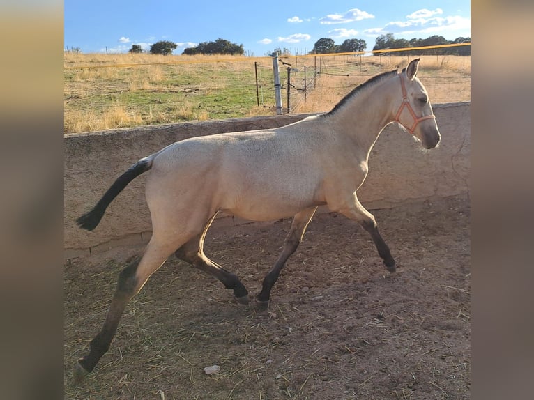 PRE Semental 1 año 100 cm  in Brazatortas