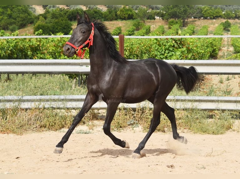 PRE Mestizo Semental 1 año 146 cm Negro in Provinz Cordoba
