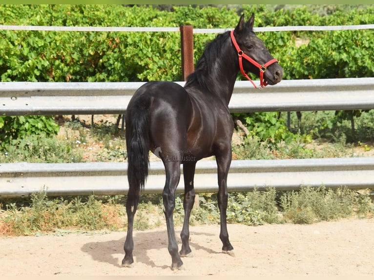 PRE Mestizo Semental 1 año 146 cm Negro in Provinz Cordoba