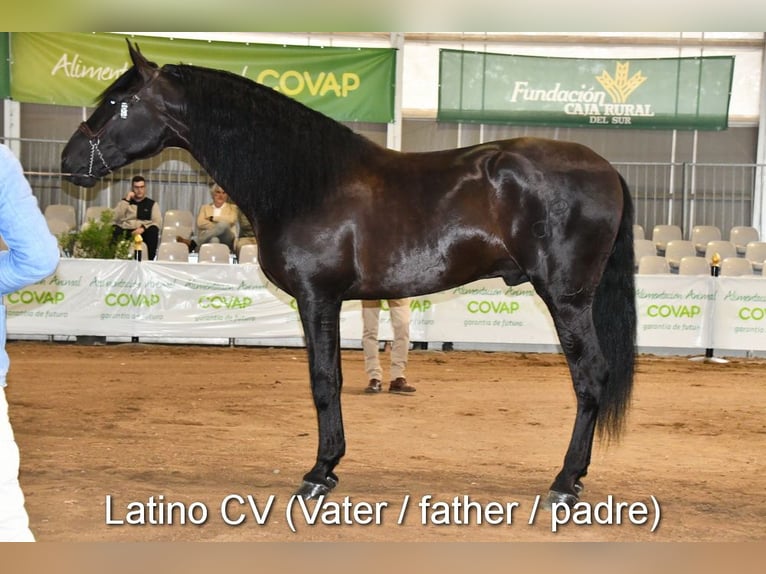 PRE Mestizo Semental 1 año 146 cm Negro in Provinz Cordoba