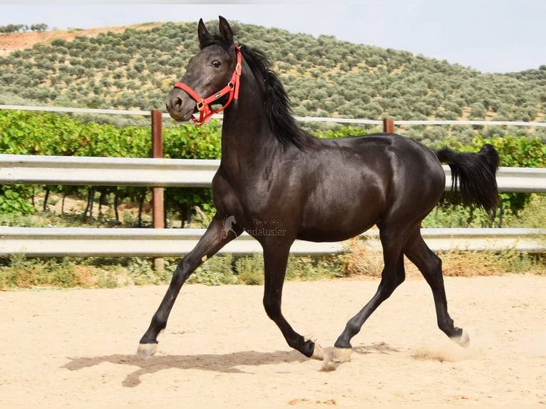 PRE Mestizo Semental 1 año 146 cm Negro in Provinz Cordoba