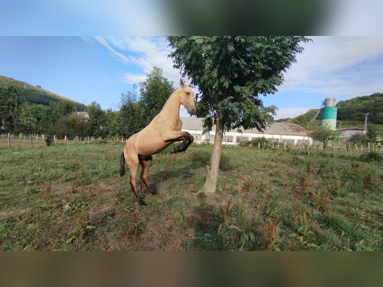 PRE Mestizo Semental 1 año 150 cm Bayo in Doneztebe/Santesteban