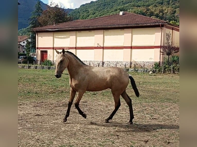 PRE Mestizo Semental 1 año 150 cm Bayo in Doneztebe/Santesteban