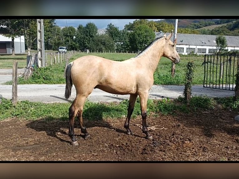 PRE Mestizo Semental 1 año 150 cm Bayo in Doneztebe/Santesteban