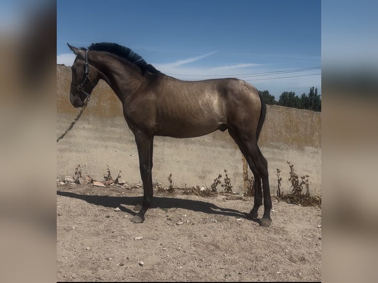 PRE Mestizo Semental 1 año 152 cm Morcillo in Arevalo