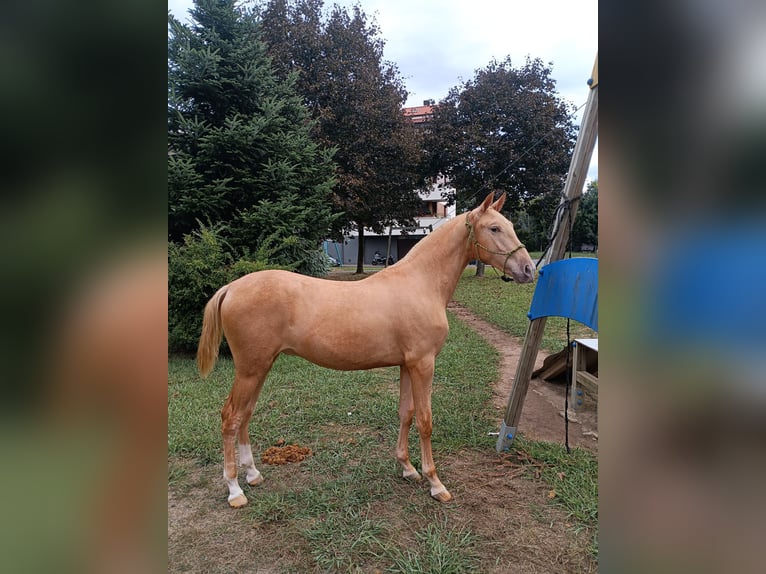 PRE Mestizo Semental 1 año 153 cm Champán in Doneztebe/Santesteban