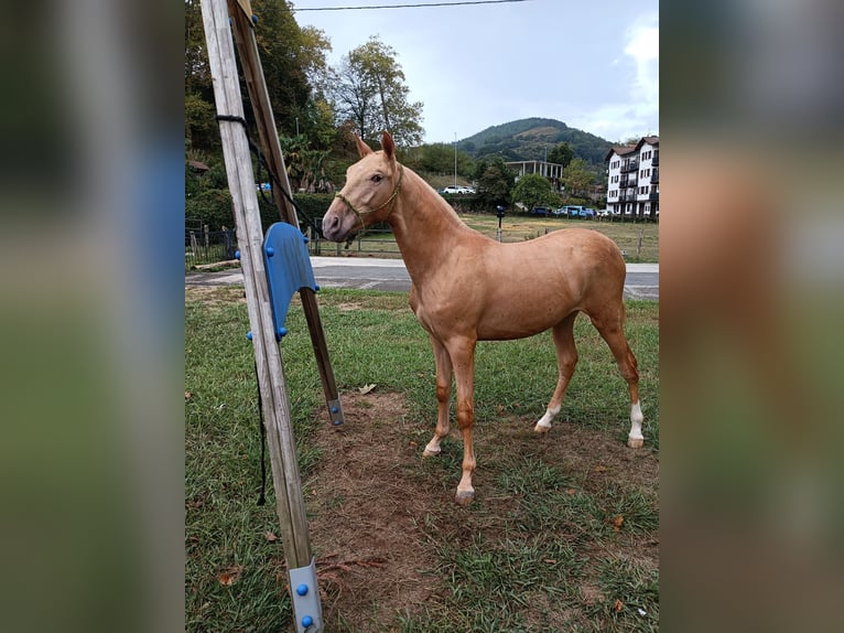PRE Mestizo Semental 1 año 153 cm Champán in Doneztebe/Santesteban