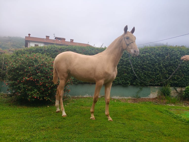 PRE Mestizo Semental 1 año 153 cm Champán in Doneztebe/Santesteban